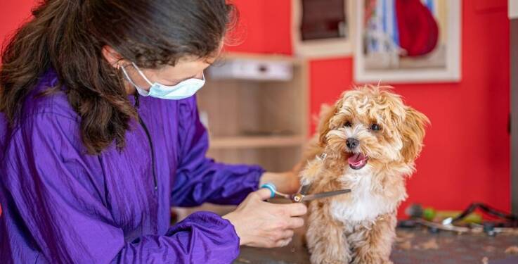 Znaczenie czyszczenia zębów dla długowieczności Twojego psa