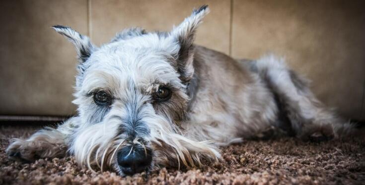 Opieka nad starszymi zwierzętami w Poznaniu