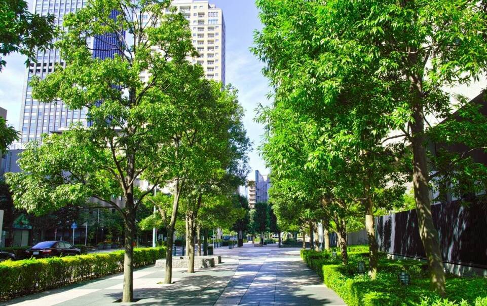 Jakie drzewa liściaste najlepiej nadają się do ogrodów miejskich?