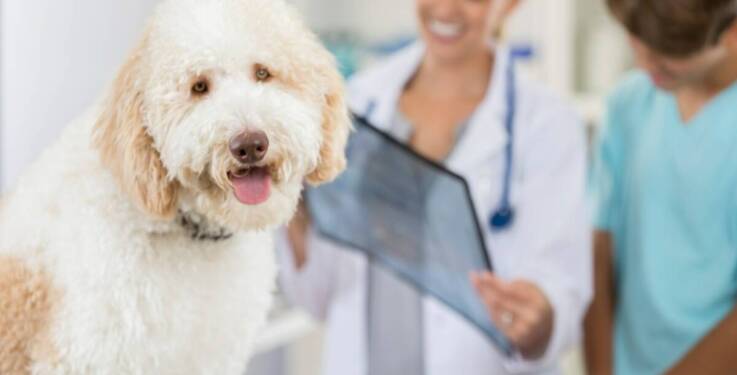 Rola edukacji właścicieli w profilaktyce chorób zwierząt domowych