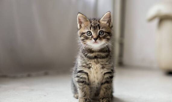 Polerowanie zębów u kotów jako element leczenia zapalenia dziąseł