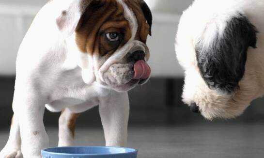 Wpływ mokrej karmy na zdrowie wątroby u psów