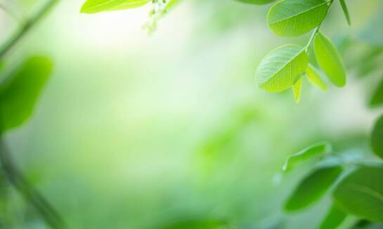 Ziołolecznictwo a rekonwalescencja po urazach ortopedycznych