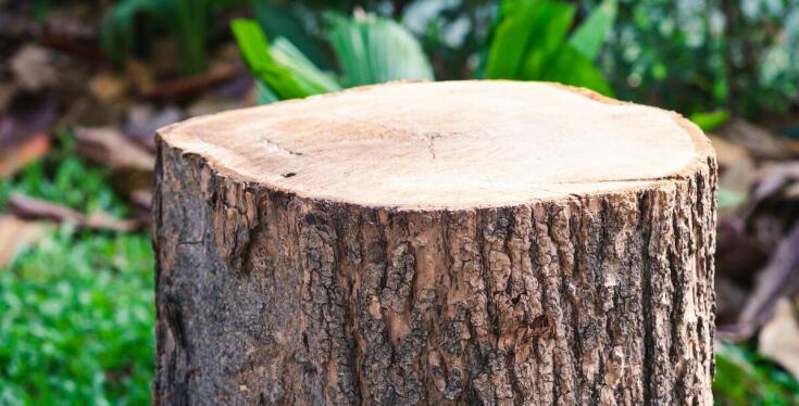 Korzyści płynące z profesjonalnego frezowania pni w terenach rekreacyjnych