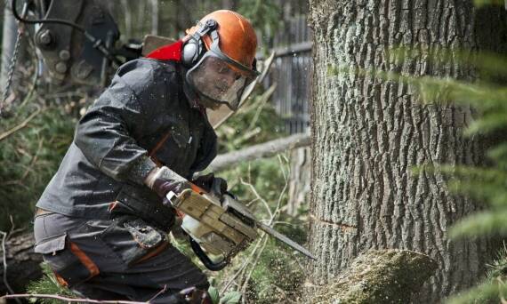 Alpinistyczna wycinka drzew a ochrona mienia – jak minimalizujemy ryzyko?