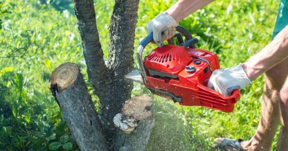 Jakie są zalety zlecenia alpinistycznej wycinki drzew specjalistom?