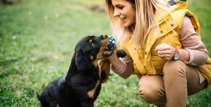 Jak szkolenia dla psów we Wrocławiu mogą wspierać adaptację szczeniaka w nowym otoczeniu?