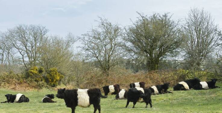 Młode bydło odsadkowe: Najlepsze praktyki hodowlane