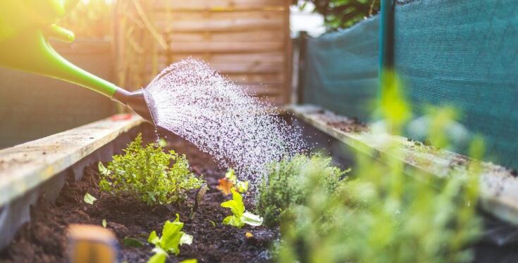 Podwyższone grządki a ochrona roślin przed szkodnikami