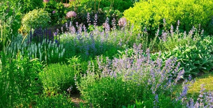 Ochrona przed szkodnikami: jakie rośliny z naszej szkółki wybrać?