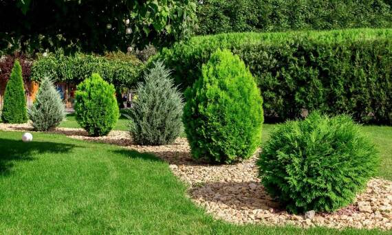Ozdobne krzewy w ogrodzie - jak zapewnić im odpowiednią pielęgnację?