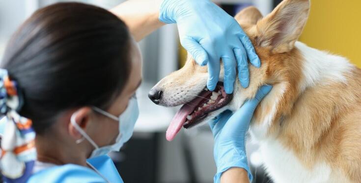 Profilaktyka stomatologiczna u psów – co oferuje weterynaryjna klinika?