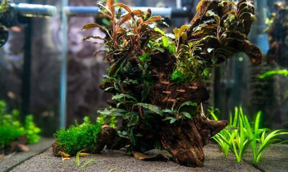 Jak dobrać oświetlenie do akwarium?