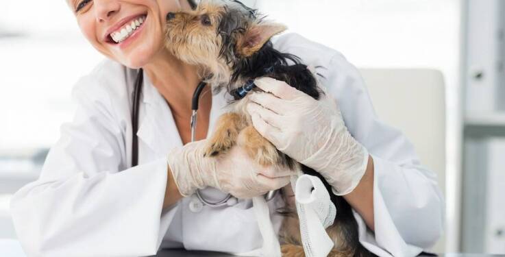 Weterynaryjne badania USG - co warto wiedzieć przed wizytą?