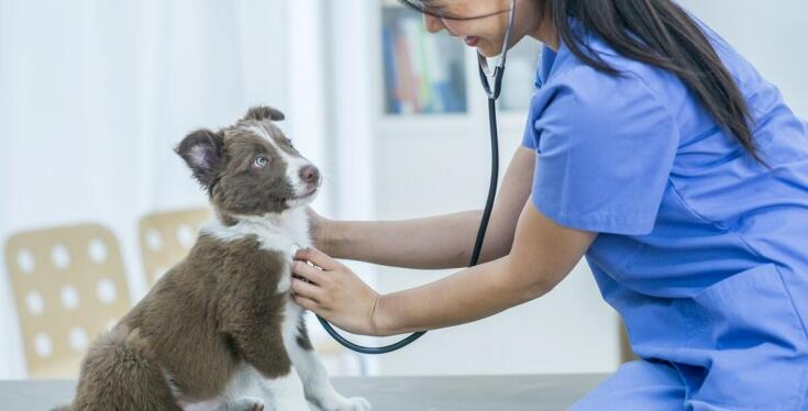 Jak zapobiegać zakaźnym chorobom u pupili dzięki regularnym szczepieniom?