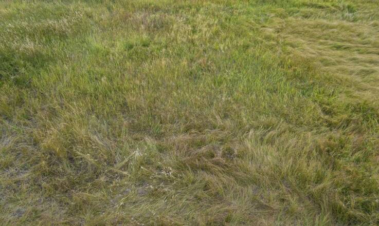 Porównanie polskich odmian traw łąkowych pod kątem odporności na suszę