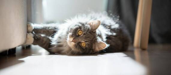 Dlaczego warto wybrać hotel dla kota z opcją socjalizacji?