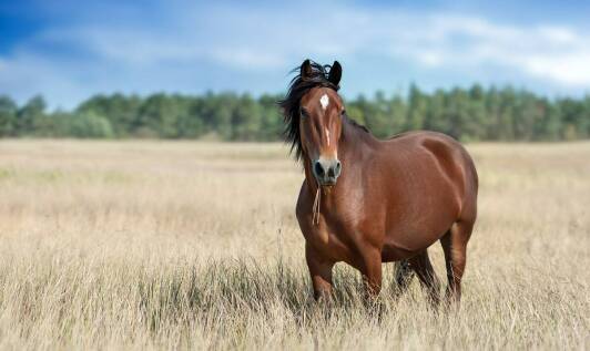 Jak mesz może wpłynąć na zdrowie koni w zimowych miesiącach?