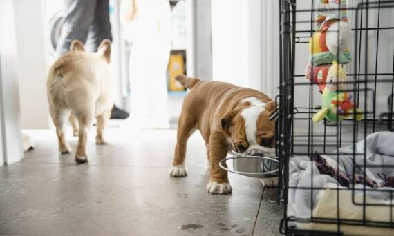 Dlaczego warto wybrać profesjonalną hodowlę do zakupu szczeniaka?