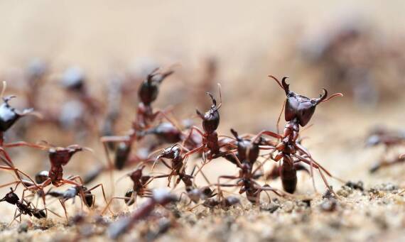 Jakie są najważniejsze kroki w skutecznym zwalczaniu mrówek?