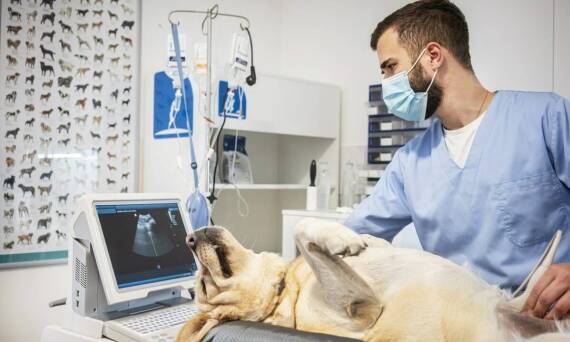Jak rentgen wspiera opiekę nad starszymi psami?