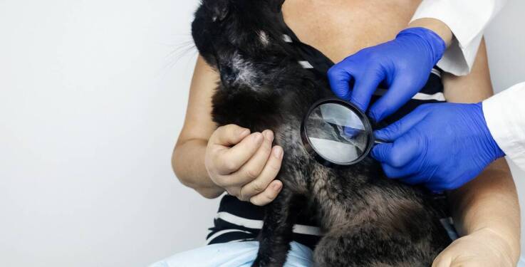 Jakie badania przeprowadza dermatolog weterynarz w celu diagnostyki chorób skóry?