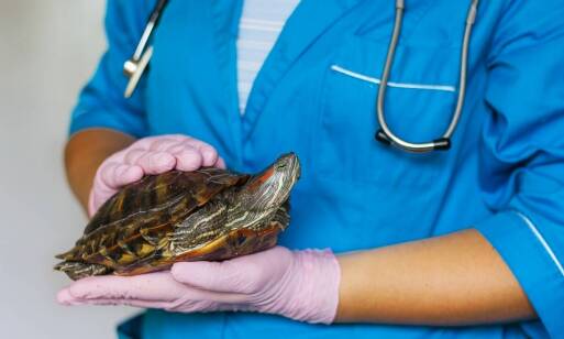 Dlaczego warto powierzyć opiekę nad zwierzętami dzikimi specjalistom?