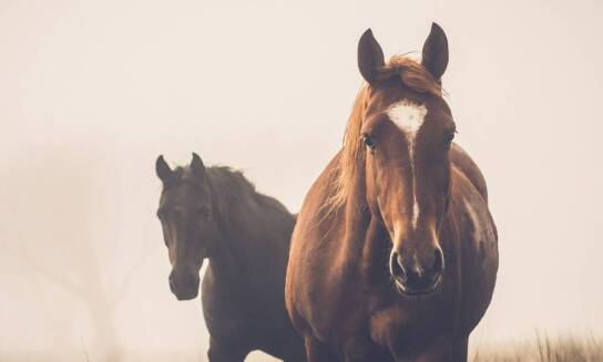 Zimowiska jeździeckie – co warto wiedzieć przed wyjazdem?