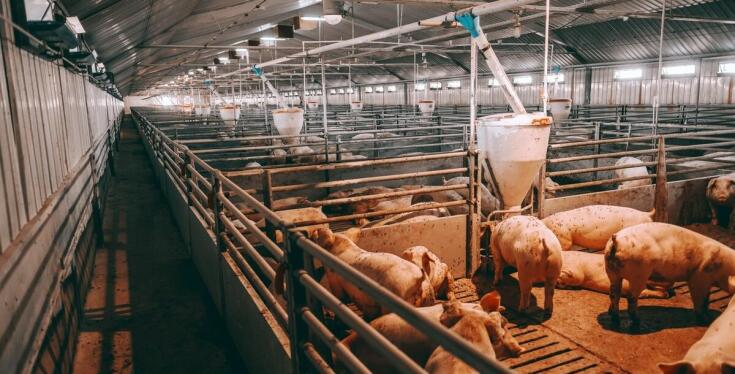 Jakie hodowlane akcesoria są kluczowe dla zdrowia trzody chlewnej?