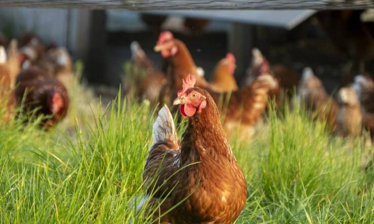 Ferma drobiu a zrównoważona hodowla – klucz do sukcesu