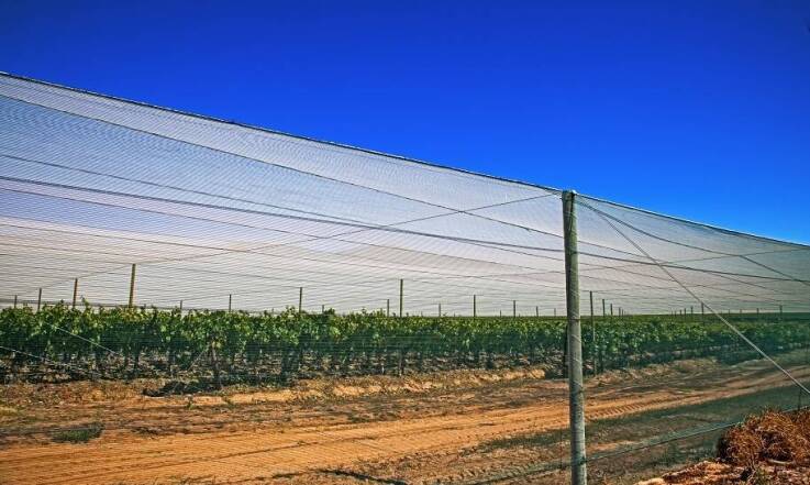 Siatki przeciw owadom jako rozwiązanie dla sadów i plantacji