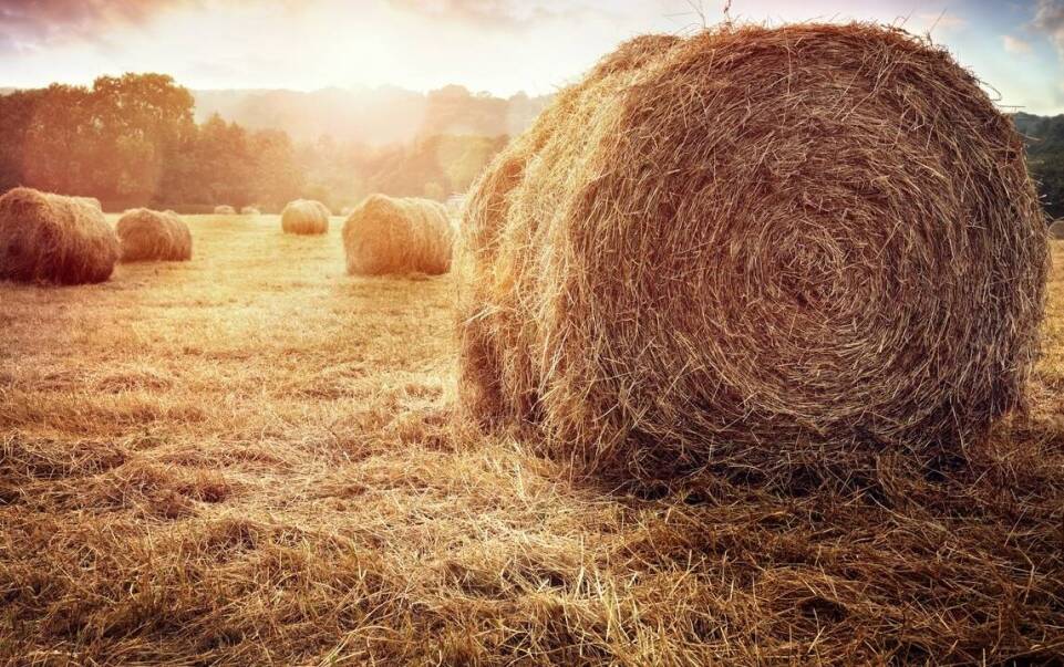 Dlaczego warto skorzystać z oferty skupu słomy w kontekście rolnictwa ekologicznego?