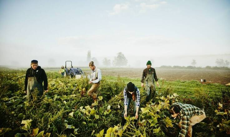 Jak współpracujemy z lokalnymi rolnymi producentami?