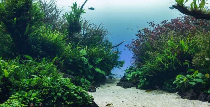 Elementy wystroju terrarium, które wspomagają rozwój roślinności.