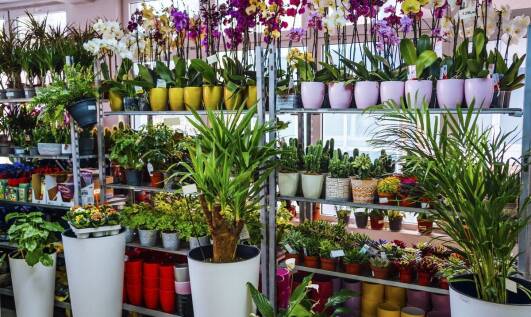 Projektowanie zielonych przestrzeni z pomocą ogrodniczego sklepu