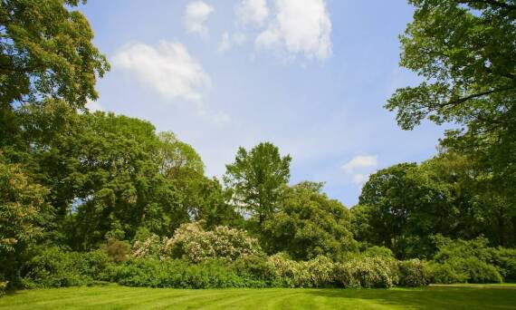 Jakie liściaste drzewa najlepiej sprawdzają się w polskim klimacie?
