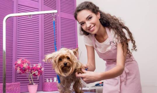 Znaczenie profesjonalnego trymowania dla zdrowia psa