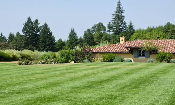 Wpływ stymulatorów wzrostu na szybkość regeneracji trawnika po uszkodzeniach