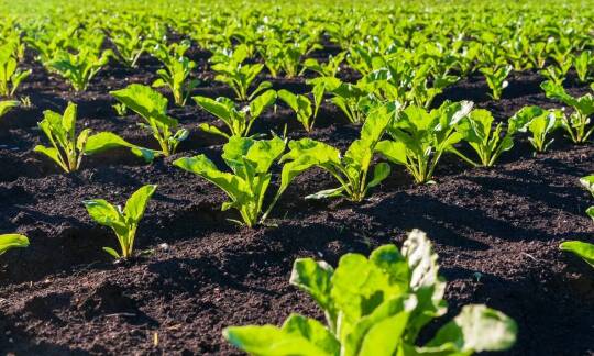 Stymulatory wzrostu roślin – jak wpływają na strukturę gleby?