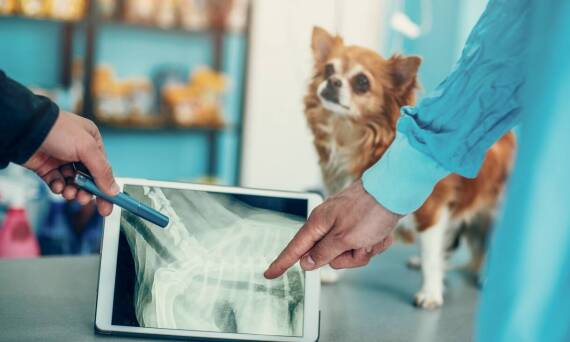 Jakie nowoczesne technologie wspierają ortopedyczne leczenie u psów?