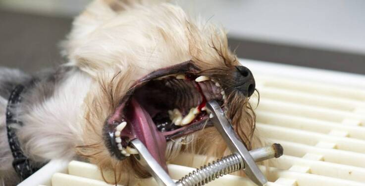 Dlaczego warto skorzystać z usług stomatologicznych dla zwierząt?