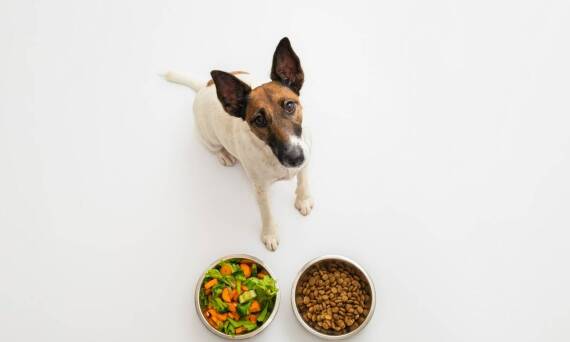 Dlaczego warto inwestować w karmę z wołowiną dla psów seniorów?