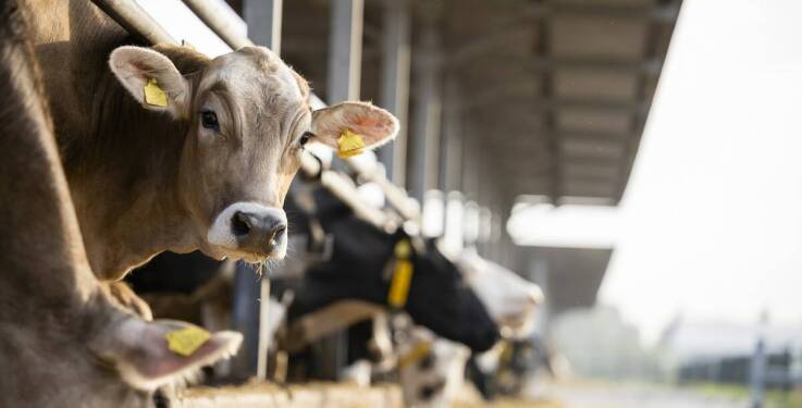 Jakie dodatki do pasz są kluczowe dla zdrowia mlecznego bydła?