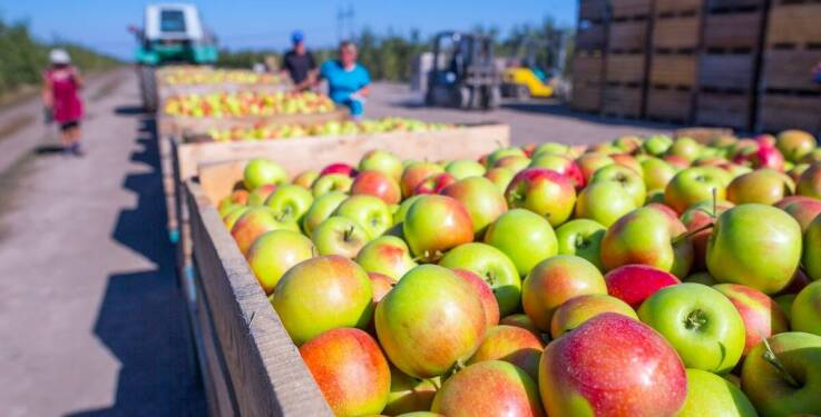 Wpływ ręcznej selekcji na jakość produktów dostarczanych