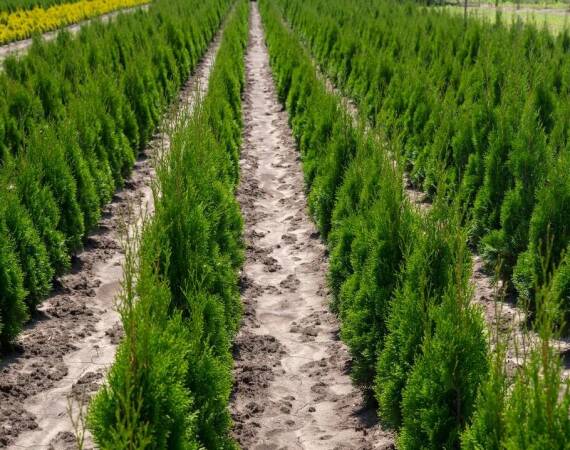 Jakie są sekrety udanej hodowli sadzonek z buka?