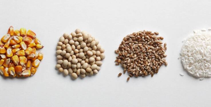 Znaczenie świeżości surowców w produkcji paszowej mieszanki dla drobiu