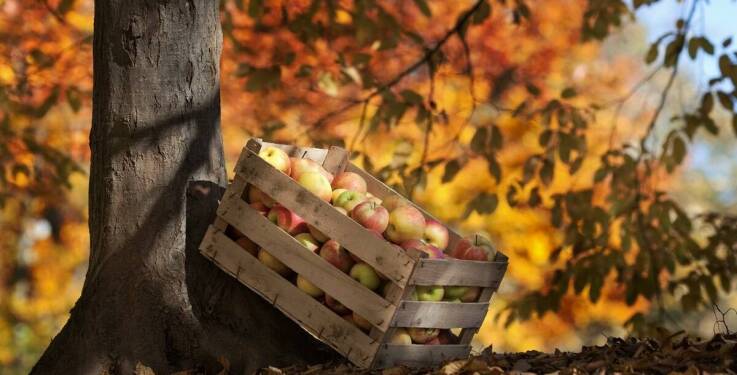 Jakie korzyści płyną z wyboru lokalnych tłoczonych soków jabłkowych?