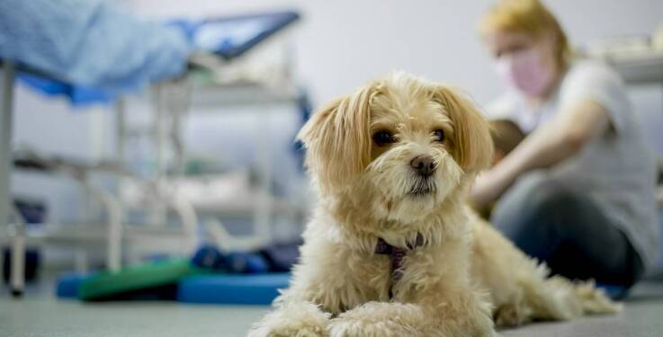 Skuteczne dermatologiczne leczenie dla zwierząt domowych