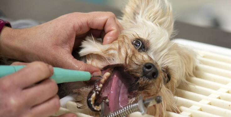 Zdrowie jamy ustnej psów - LIVET SPW w Katowicach
