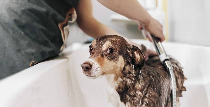 Specjalistyczne usługi pielęgnacyjne oferowane w hotelach dla zwierząt